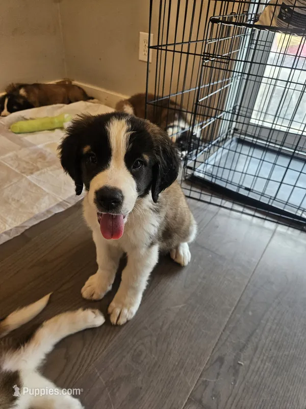 Maggie – Saint Bernard puppy for sale in Keizer, OR
