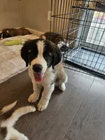 Maggie, a female Saint Bernard for sale in Keizer, OR – 1 of 2