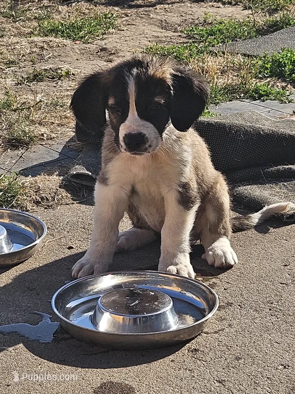 Lucy – Saint Bernard puppy for sale in Keizer, OR