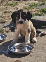 Lucy, a female Saint Bernard for sale in Keizer, OR – 1 of 2