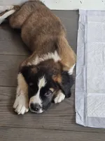 Rosie, a female Saint Bernard for sale in Keizer, OR – 2 of 2