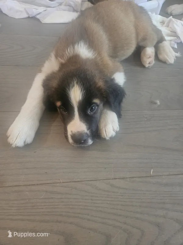 Rosie – Saint Bernard puppy for sale in Keizer, OR