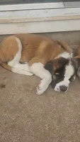 Poseidon , a male Saint Bernard for sale in Keizer, OR – 8 of 9