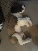 Maggie, a female Saint Bernard for sale in Keizer, OR – 2 of 2