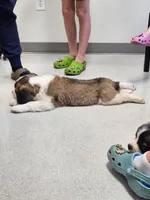 Zeus, a male Saint Bernard for sale in Keizer, OR – 3 of 3