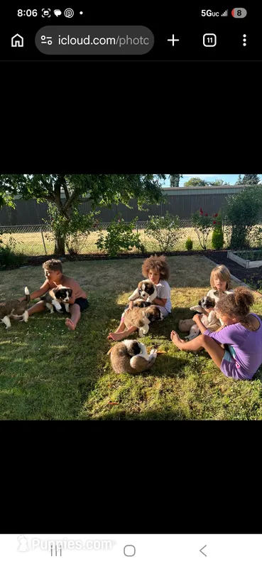 Dasiy Jr  – Saint Bernard puppy for sale in Keizer, OR