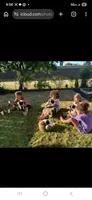 Dasiy Jr , a female Saint Bernard for sale in Keizer, OR – 1 of 3