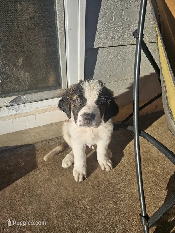 Poseidon  – Saint Bernard puppy for sale in Keizer, OR