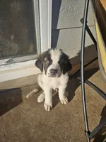 Poseidon , a male Saint Bernard for sale in Keizer, OR – 1 of 2