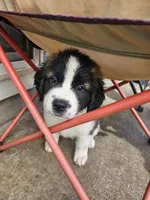 Dasiy Jr , a female Saint Bernard for sale in Keizer, OR – 3 of 3