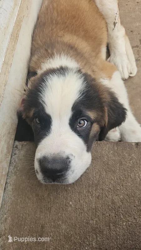 Poseidon  – Saint Bernard puppy for sale in Keizer, OR