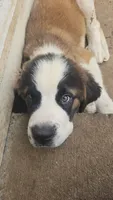 Poseidon , a male Saint Bernard for sale in Keizer, OR – 1 of 9