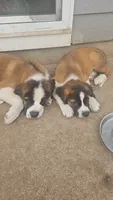 Poseidon , a male Saint Bernard for sale in Keizer, OR – 9 of 9