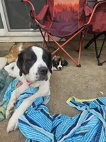 Sophie, a female Saint Bernard for sale in Keizer, OR – 3 of 3