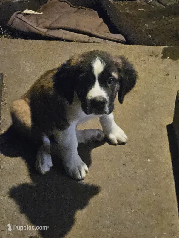 Rosie – Saint Bernard puppy for sale in Keizer, OR