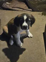 Rosie, a female Saint Bernard for sale in Keizer, OR – 1 of 2