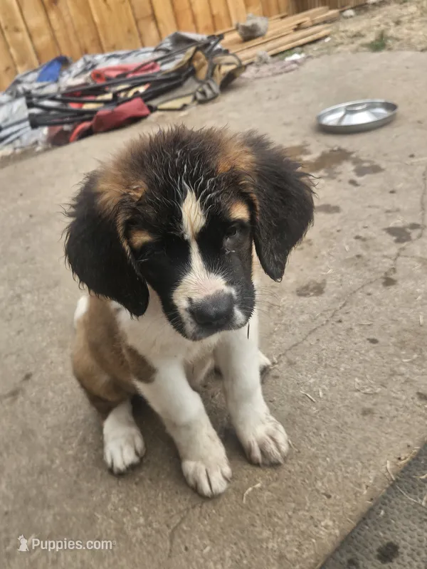 Rosie – Saint Bernard puppy for sale in Keizer, OR