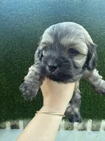 She doesn’t have a name you can name her , a female Poodle - Toy  for sale in Moreno Valley, CA – Photo 4 of 6