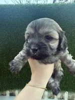 She doesn’t have a name you can name her , a female Poodle - Toy  for sale in Moreno Valley, CA – Photo 3 of 6