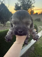 She doesn’t have a name you can name her , a female Poodle - Toy  for sale in Moreno Valley, CA – Photo 1 of 6