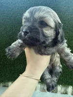 She doesn’t have a name you can name her , a female Poodle - Toy  for sale in Moreno Valley, CA – Photo 5 of 6