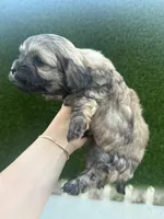 She doesn’t have a name you can name her , a female Poodle - Toy  for sale in Moreno Valley, CA – Photo 6 of 6