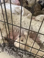 5 pups for sale , a female Poodle - Multi-Colored Standard for sale in Moreno Valley, CA – Photo 3 of 3