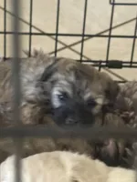 5 pups for sale , a female Poodle - Multi-Colored Standard for sale in Moreno Valley, CA – Photo 1 of 3