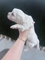 She doesn’t have name , a female Poodle - Toy  for sale in Moreno Valley, CA – Photo 5 of 5