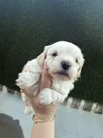 She doesn’t have name , a female Poodle - Toy  for sale in Moreno Valley, CA – Photo 3 of 5