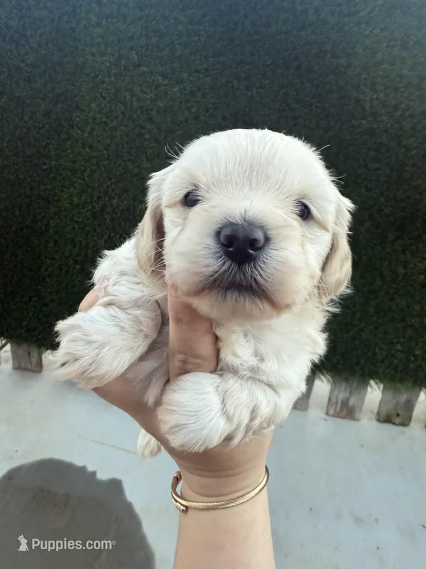 She doesn’t have name , a female Poodle - Toy  for sale in Moreno Valley, CA – Photo 1 of 5