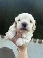 She doesn’t have name , a female Poodle - Toy  for sale in Moreno Valley, CA – Photo 1 of 5