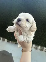 She doesn’t have name , a female Poodle - Toy  for sale in Moreno Valley, CA – Photo 2 of 5