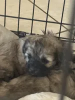 No name brown girl multipoo pup no shedding , a female Poodle - Toy  for sale in Moreno Valley, CA – Photo 1 of 3