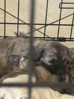 No name brown girl multipoo pup no shedding , a female Poodle - Toy  for sale in Moreno Valley, CA – Photo 3 of 3