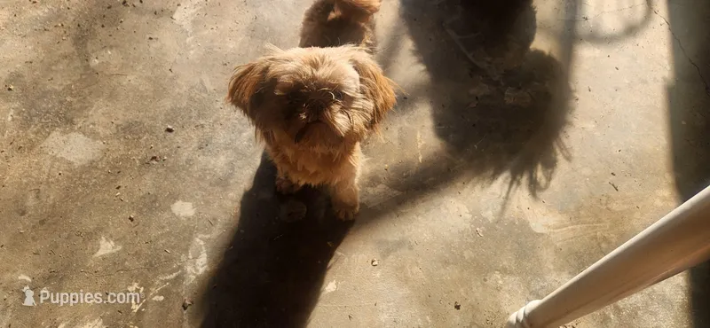 Lacy  – Shih Tzu puppy for sale in Atlanta, GA