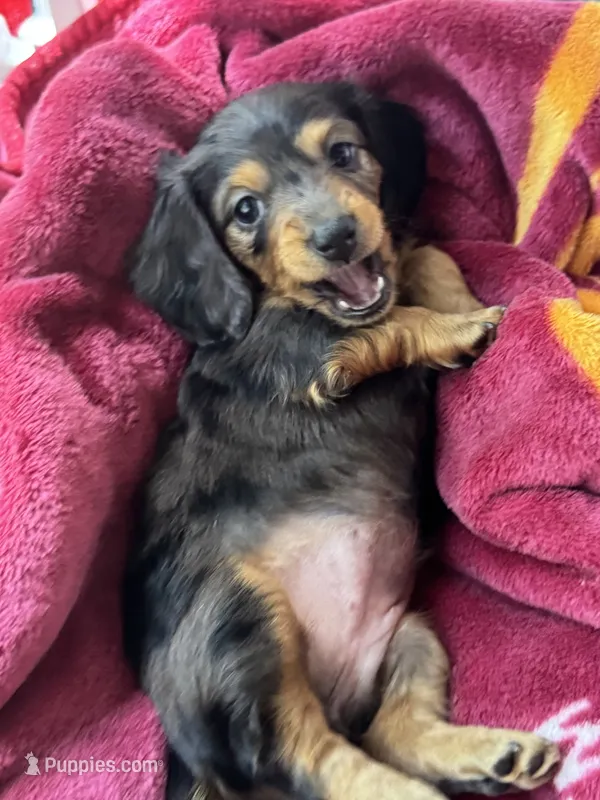 Espresso – Miniature Dachshund puppy for sale in Batesburg-Leesville, SC