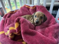 Hazel, a female Miniature Dachshund for sale in Batesburg-Leesville, SC – 8 of 10