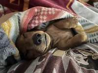 Hazel, a female Miniature Dachshund for sale in Batesburg-Leesville, SC – 7 of 10