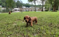 Hazel, a female Miniature Dachshund for sale in Batesburg-Leesville, SC – 3 of 10