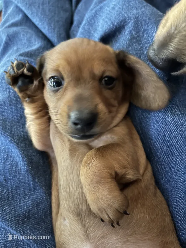 Hazel – Miniature Dachshund puppy for sale in Batesburg-Leesville, SC