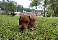 Hazel, a female Miniature Dachshund for sale in Batesburg-Leesville, SC – 6 of 10