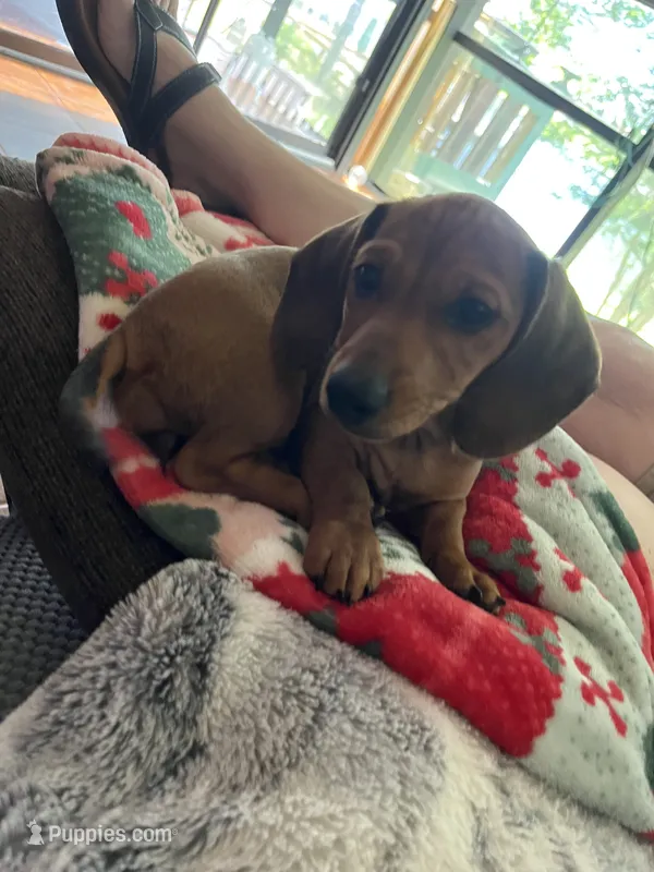 Hazel – Miniature Dachshund puppy for sale in Batesburg-Leesville, SC