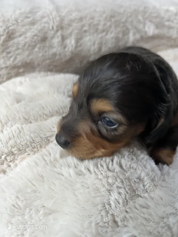 Espresso – Miniature Dachshund puppy for sale in Batesburg-Leesville, SC