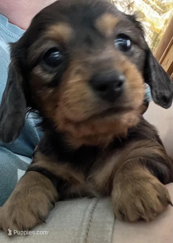 Espresso – Miniature Dachshund puppy for sale in Batesburg-Leesville, SC