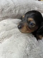 Espresso, a female Miniature Dachshund for sale in Batesburg-Leesville, SC – Photo 5 of 10