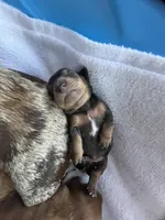 Espresso, a female Miniature Dachshund for sale in Batesburg-Leesville, SC – Photo 8 of 10