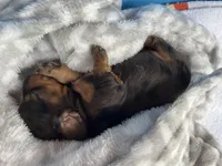 Espresso, a female Miniature Dachshund for sale in Batesburg-Leesville, SC – Photo 7 of 10