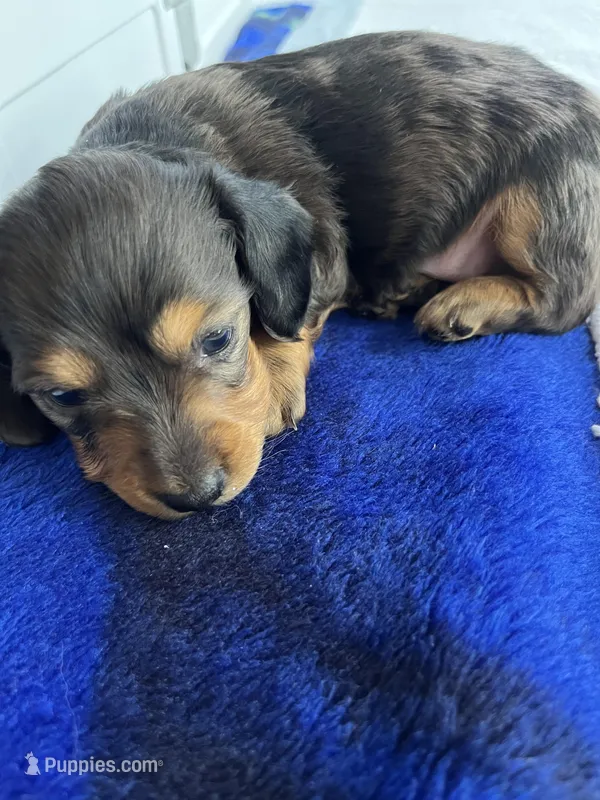 Espresso – Miniature Dachshund puppy for sale in Batesburg-Leesville, SC