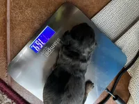 Espresso, a female Miniature Dachshund for sale in Batesburg-Leesville, SC – Photo 10 of 10